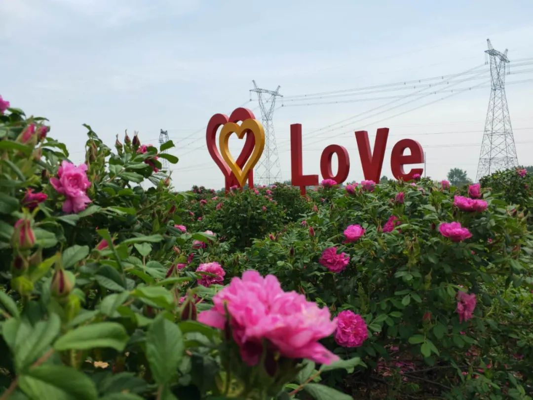 駐馬店有個(gè)籽粒村，玫瑰花開幸福來(lái)……