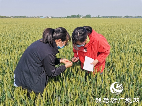 正陽(yáng):150萬(wàn)畝冬小麥進(jìn)入灌漿期 農(nóng)氣專家地頭開(kāi)防治“藥方”