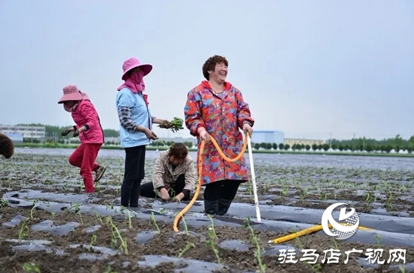 上蔡縣班閆村:產(chǎn)業(yè)發(fā)展“敲開(kāi)”群眾脫貧致富之門(mén)