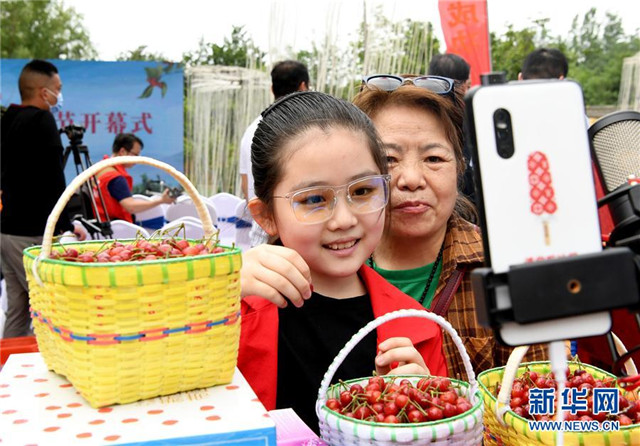 河南鄭州:櫻桃紅遍櫻桃溝