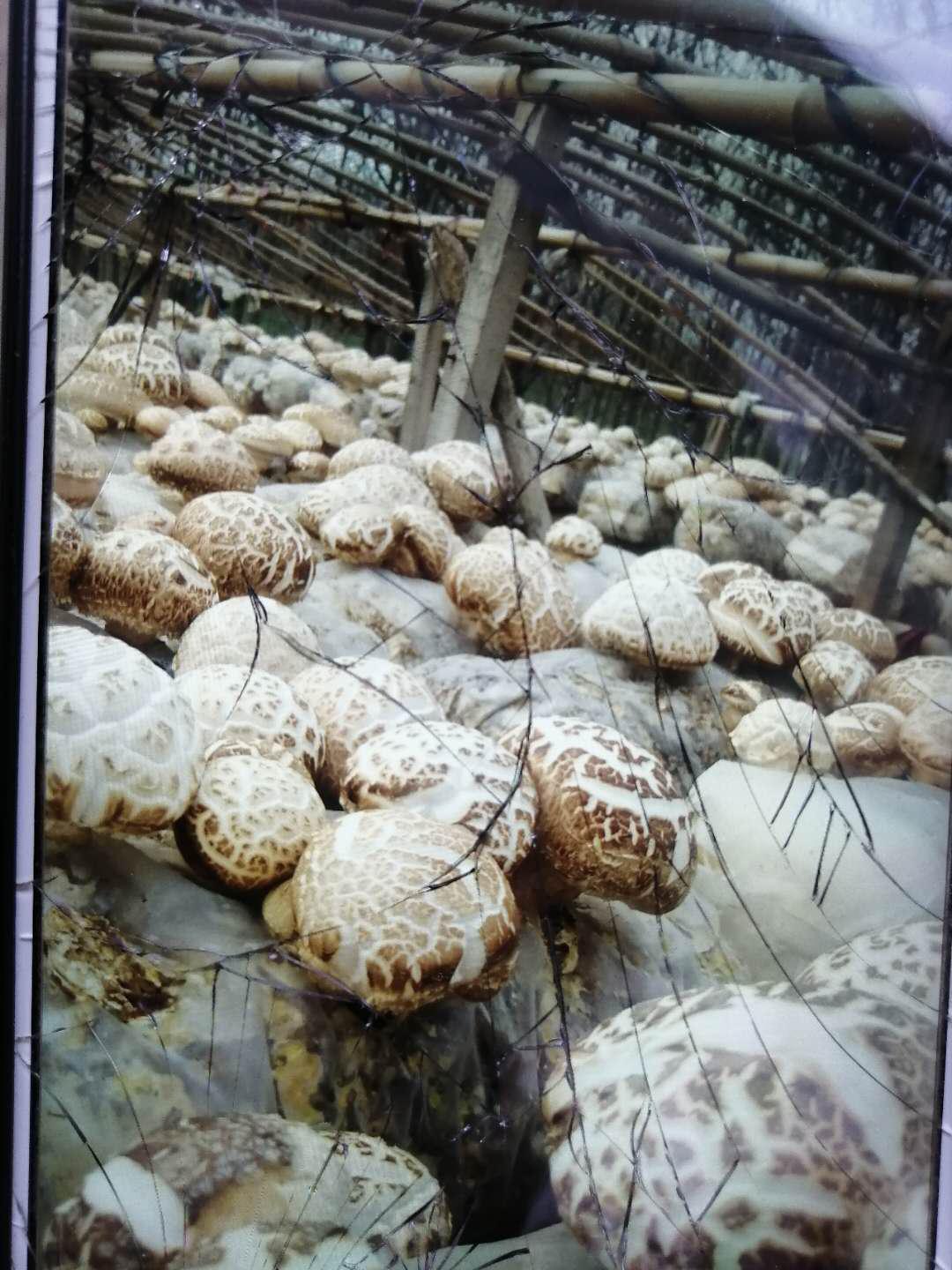 三戶莊，香菇敲開(kāi)致富門(mén)……