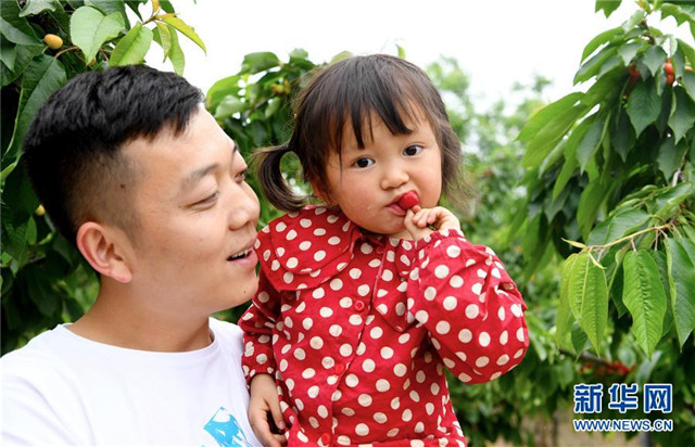 河南鄭州:櫻桃紅遍櫻桃溝