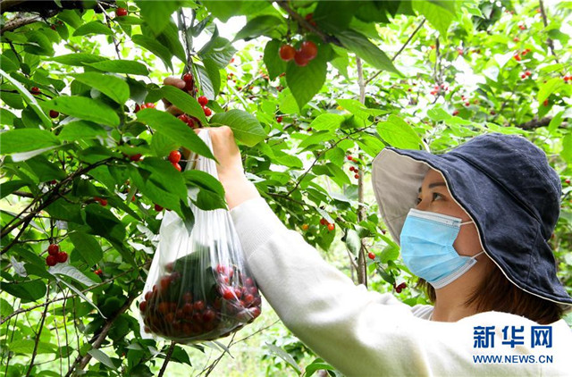 河南鄭州:櫻桃紅遍櫻桃溝