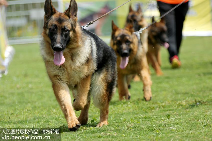 被貓狗咬傷怎么辦？快收下這份急救指南