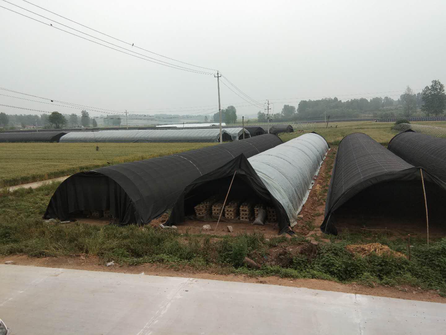 三戶莊，香菇敲開(kāi)致富門(mén)……