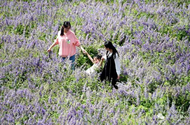 快去打卡!駐馬店這里有個7000多畝的紫色花海，美翻了