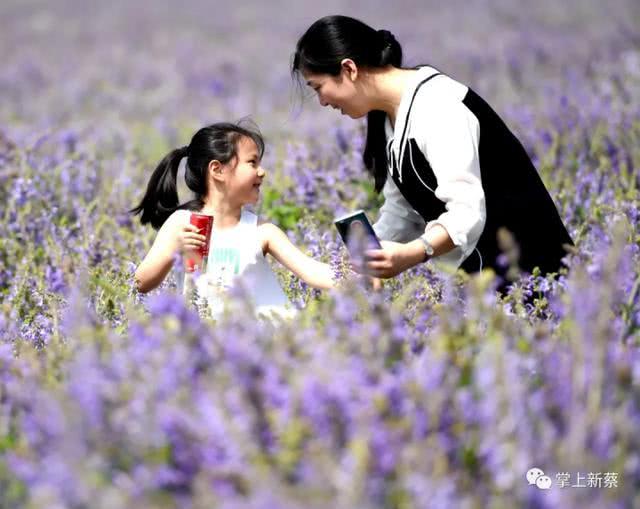 快去打卡!駐馬店這里有個7000多畝的紫色花海，美翻了