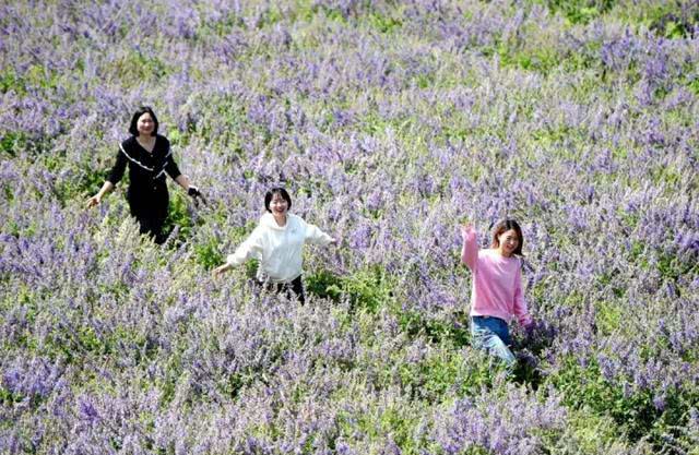 快去打卡!駐馬店這里有個7000多畝的紫色花海，美翻了