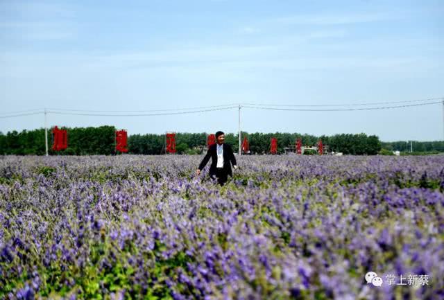 快去打卡!駐馬店這里有個7000多畝的紫色花海，美翻了
