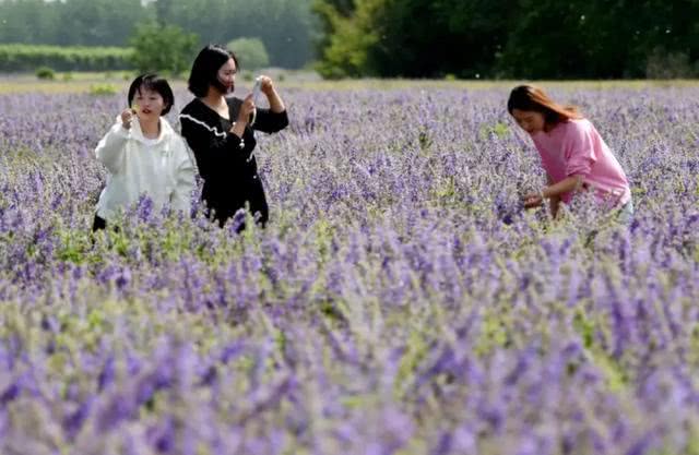 快去打卡!駐馬店這里有個7000多畝的紫色花海，美翻了