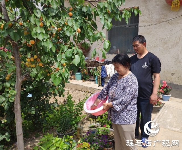 貧困戶張桂芝：俺家杏子熟了，要請(qǐng)韓書(shū)記來(lái)做客