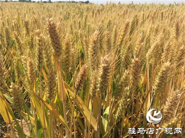 河南駐研種業(yè)開(kāi)展育種基地田間檢驗(yàn)