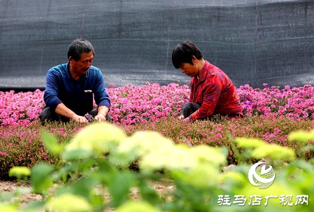 河南駐馬店：小鎮(zhèn)文明建設(shè)催開幸?；▋? width=