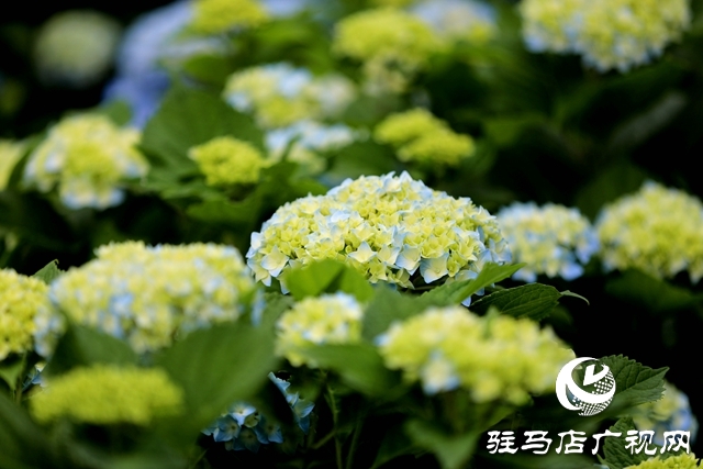 河南駐馬店：小鎮(zhèn)文明建設(shè)催開幸?；▋? width=