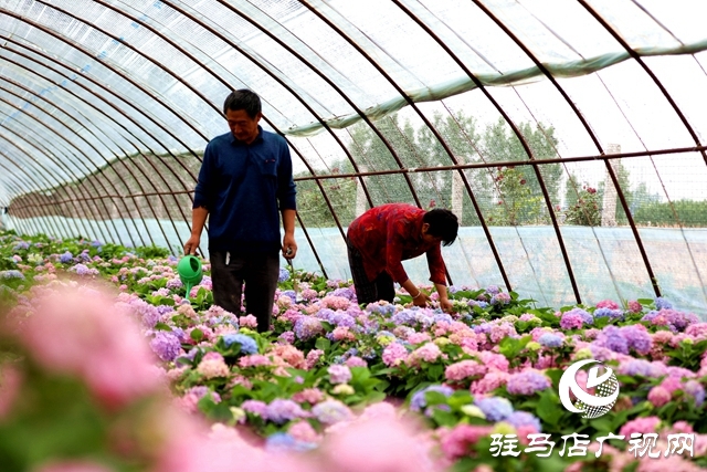 河南駐馬店：小鎮(zhèn)文明建設(shè)催開幸福花兒