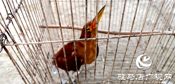 小鳥(niǎo)路邊受傷  好心村民幫助