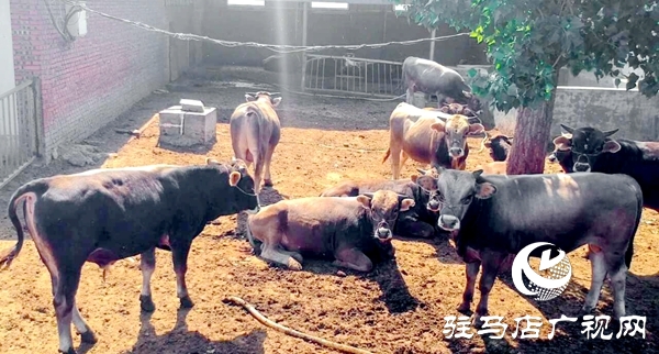 泌陽(yáng)養(yǎng)殖戶陳宏偉：就想讓鄉(xiāng)親們有錢(qián)賺 有事做