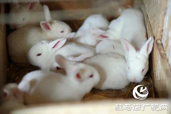 泌陽(yáng)養(yǎng)殖戶陳宏偉：就想讓鄉(xiāng)親們有錢(qián)賺 有事做