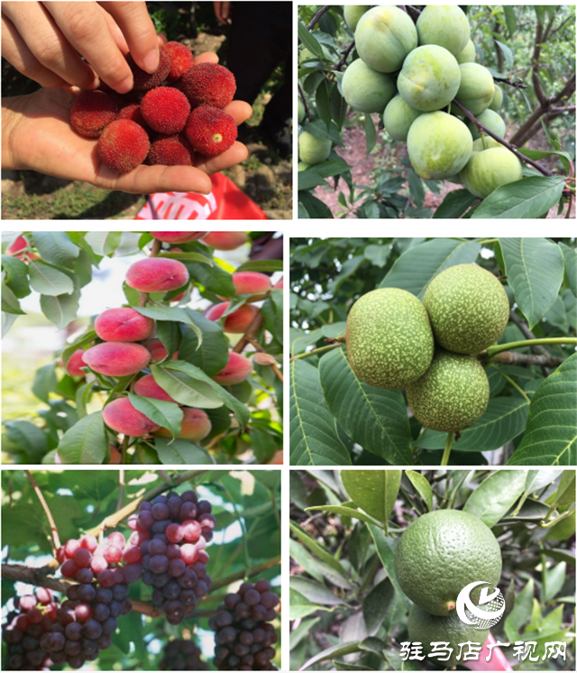 “好鈣肥、北沃造”——北沃農(nóng)業(yè)打造“鈣肥航母”