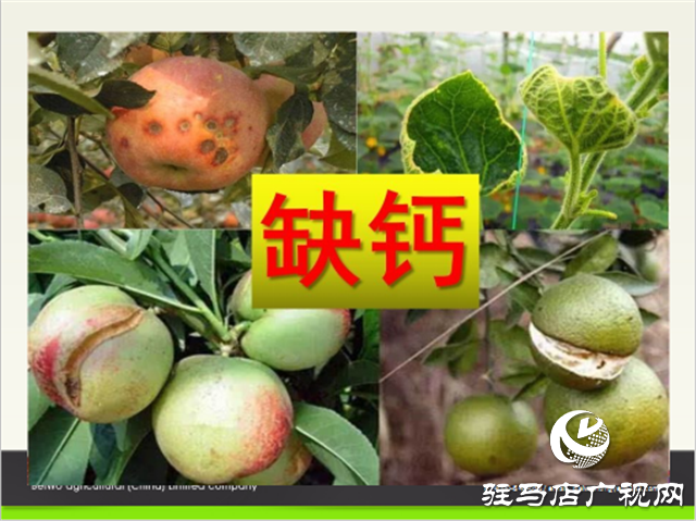 “好鈣肥、北沃造”——北沃農(nóng)業(yè)打造“鈣肥航母”