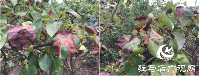 “好鈣肥、北沃造”——北沃農(nóng)業(yè)打造“鈣肥航母”