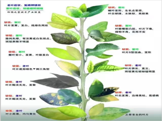 “好鈣肥、北沃造”——北沃農(nóng)業(yè)打造“鈣肥航母”