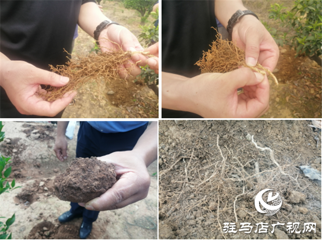 “好鈣肥、北沃造”——北沃農(nóng)業(yè)打造“鈣肥航母”