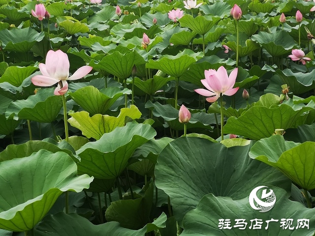 駐馬店置地公園荷花盛開(kāi) 美不勝收