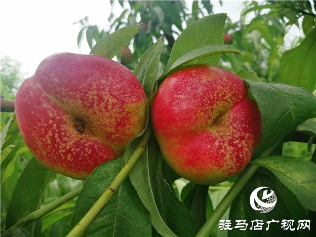 “好鈣肥，北沃造”——北沃農(nóng)業(yè)全國系列回訪第二站