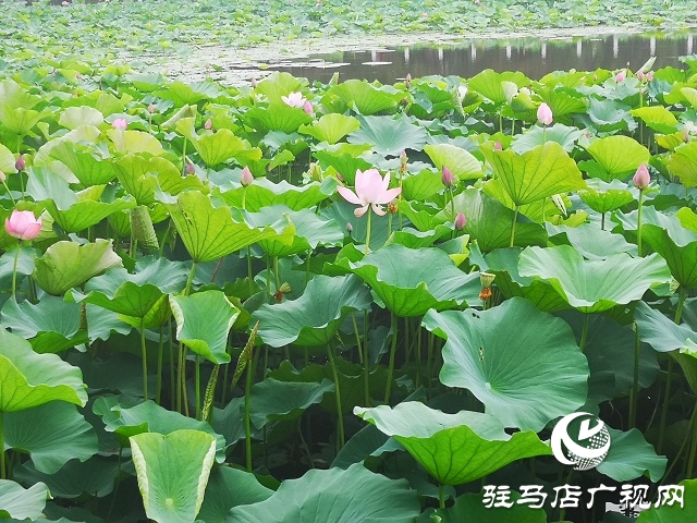 駐馬店置地公園荷花盛開(kāi) 美不勝收