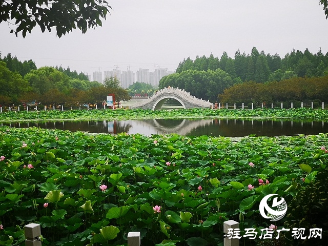 駐馬店置地公園荷花盛開(kāi) 美不勝收