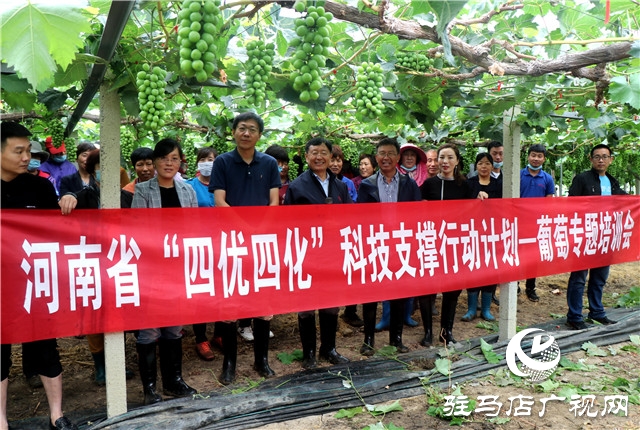 國(guó)家葡萄產(chǎn)業(yè)技術(shù)體系豫東試驗(yàn)站培訓(xùn)會(huì)在遂平縣召開(kāi)
