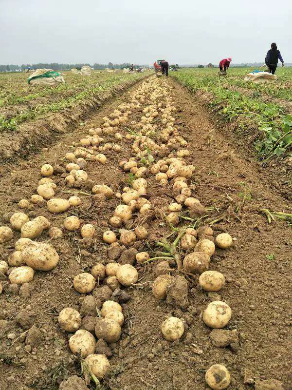 知道嗎?你愛吃的薯?xiàng)l、薯片里邊，有濃濃的“駐馬店味”