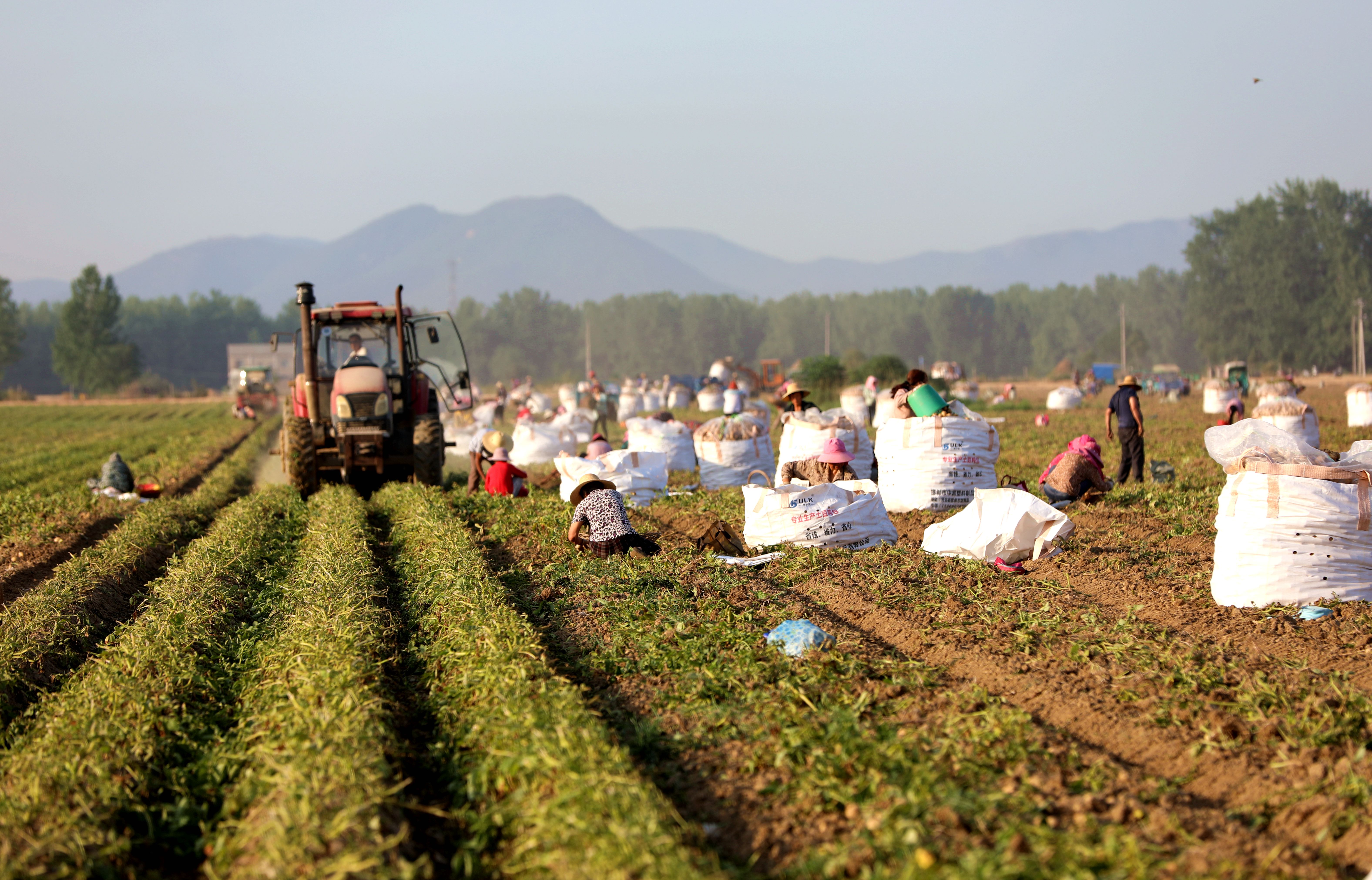 知道嗎?你愛吃的薯?xiàng)l、薯片里邊，有濃濃的“駐馬店味”
