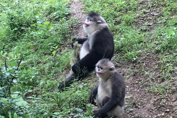 滇金絲猴成為迪慶州文旅局首席顧問(wèn)