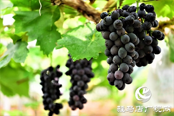 駐馬店“葡萄仙子”王書美：這個(gè)盛夏，她翡翠般的夢(mèng)“玲瓏”綻放