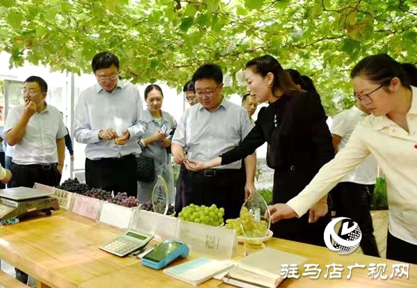 駐馬店“葡萄仙子”王書美：這個(gè)盛夏，她翡翠般的夢(mèng)“玲瓏”綻放