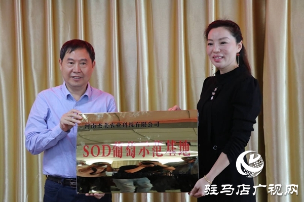 駐馬店“葡萄仙子”王書美：這個(gè)盛夏，她翡翠般的夢(mèng)“玲瓏”綻放