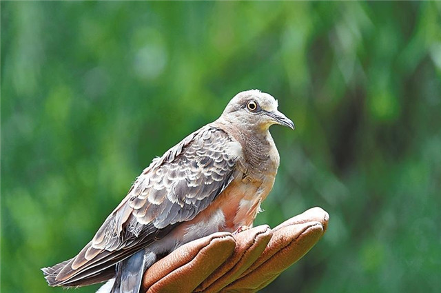 回家吧，回到最初的美好 42只野生動(dòng)物回歸大自然