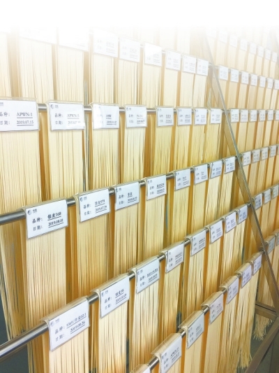 河南：粒粒小麥“藏”科技