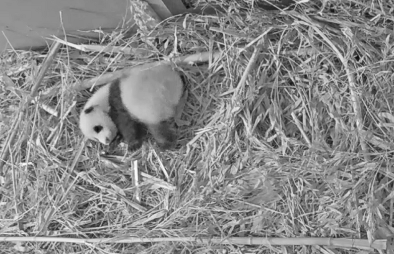 &ldquo;梵星&rdquo;！旅荷熊貓寶寶有名字了