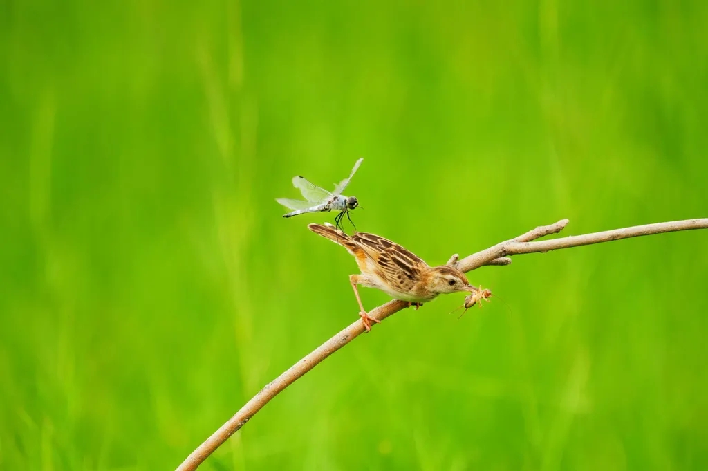 在線看&ldquo;百鳥(niǎo)競(jìng)翔&rdquo; ，了解河南野生鳥(niǎo)類