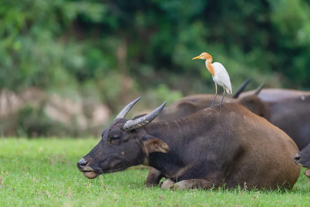 在線看&ldquo;百鳥(niǎo)競(jìng)翔&rdquo; ，了解河南野生鳥(niǎo)類