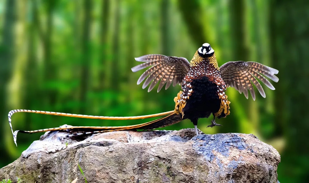 在線看&ldquo;百鳥(niǎo)競(jìng)翔&rdquo; ，了解河南野生鳥(niǎo)類