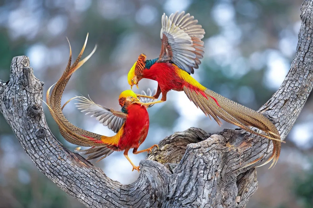 在線看&ldquo;百鳥(niǎo)競(jìng)翔&rdquo; ，了解河南野生鳥(niǎo)類