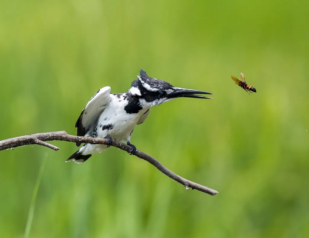 在線看&ldquo;百鳥(niǎo)競(jìng)翔&rdquo; ，了解河南野生鳥(niǎo)類