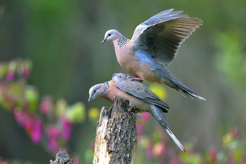 在線看&ldquo;百鳥(niǎo)競(jìng)翔&rdquo; ，了解河南野生鳥(niǎo)類