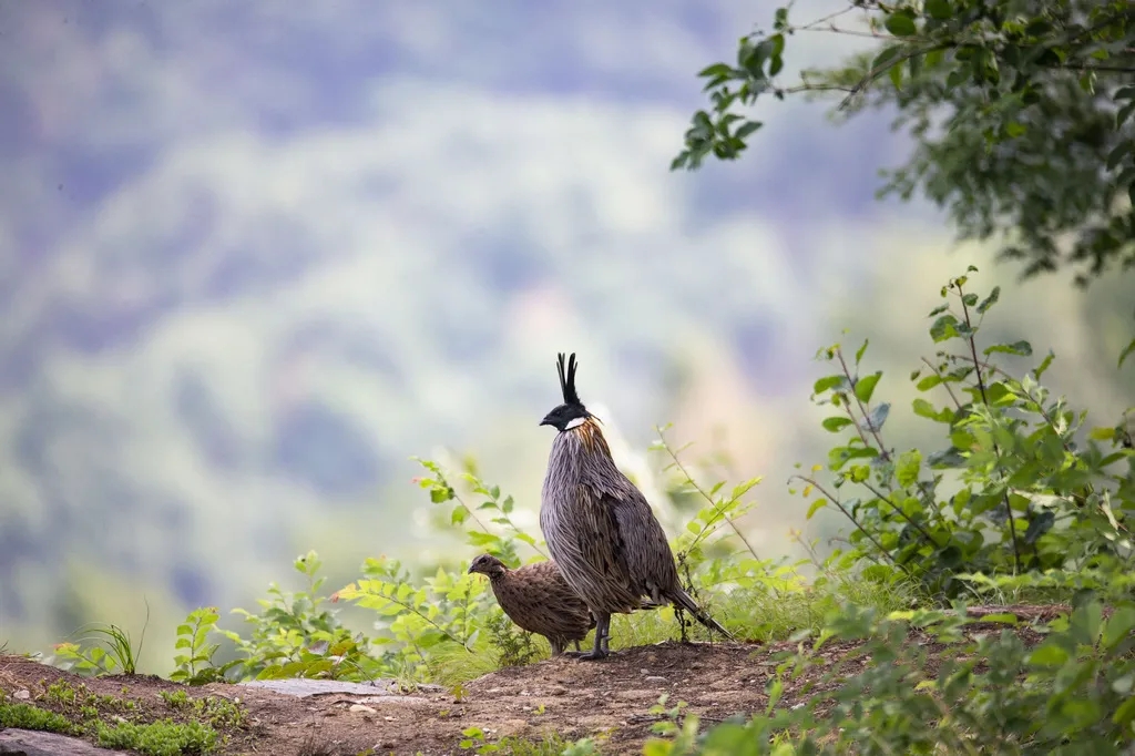 在線看&ldquo;百鳥(niǎo)競(jìng)翔&rdquo; ，了解河南野生鳥(niǎo)類