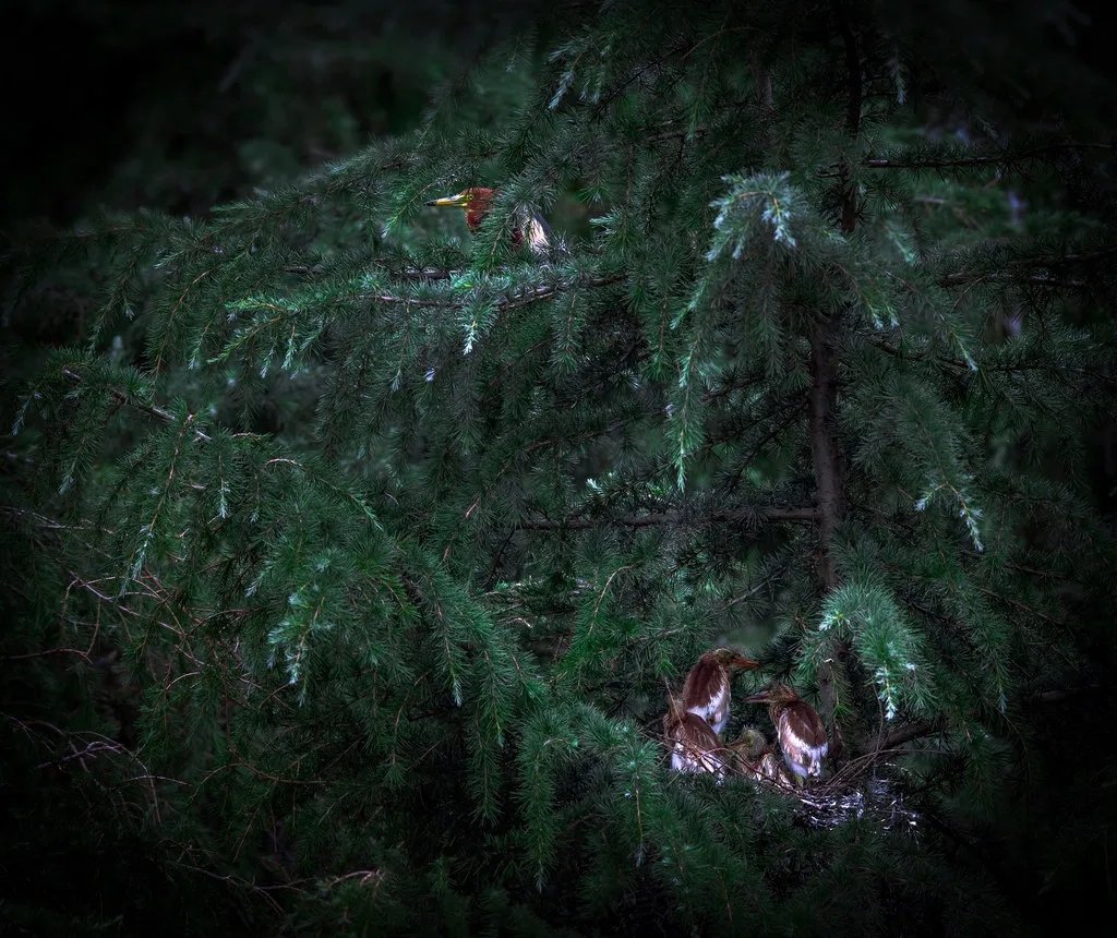 在線看&ldquo;百鳥(niǎo)競(jìng)翔&rdquo; ，了解河南野生鳥(niǎo)類