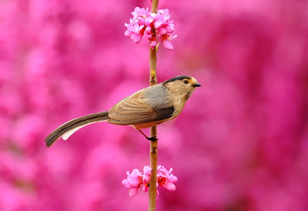 在線看&ldquo;百鳥(niǎo)競(jìng)翔&rdquo; ，了解河南野生鳥(niǎo)類